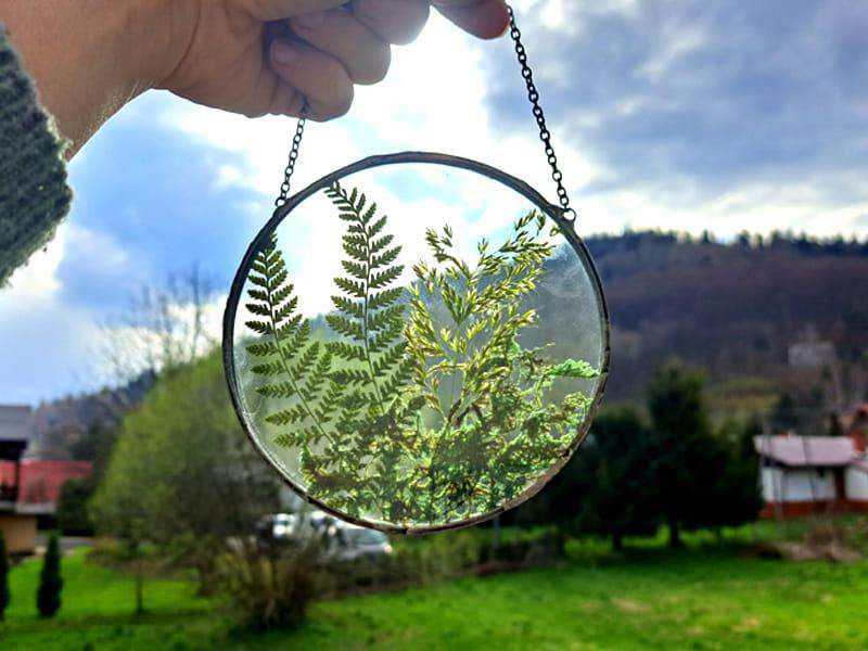 Obraz z suszonymi roślinami:  paproć i mech